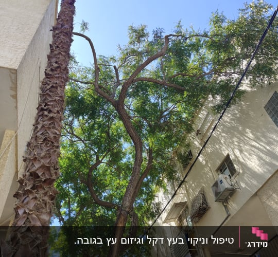 עץ גבוה ליד בניין מגורים, מתאים לגיזום